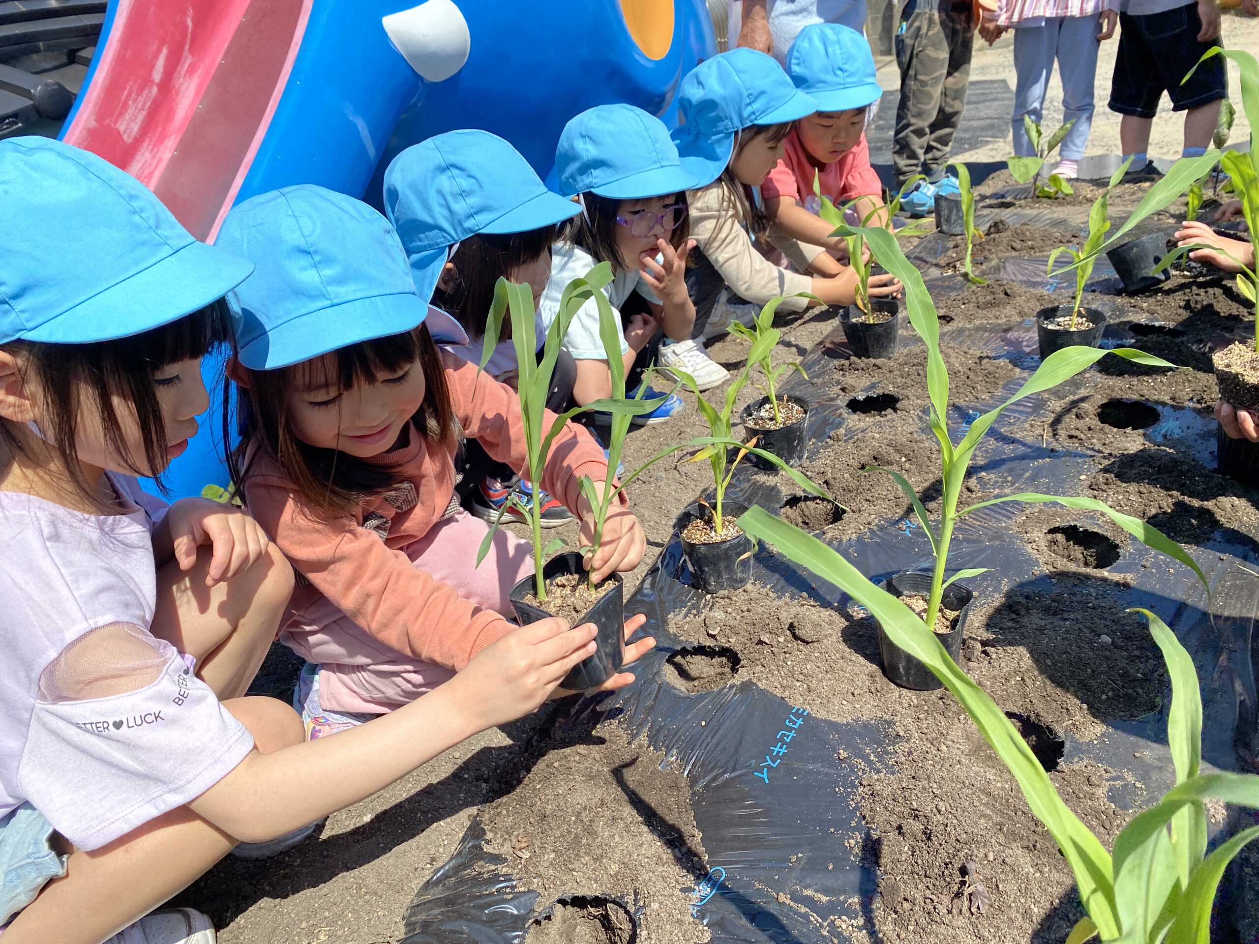野菜の苗植え